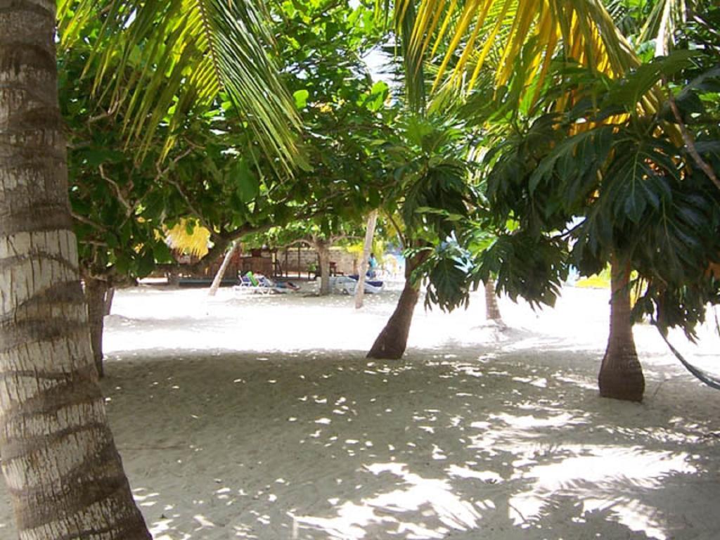 Yellow Bird Sea Negril Luaran gambar